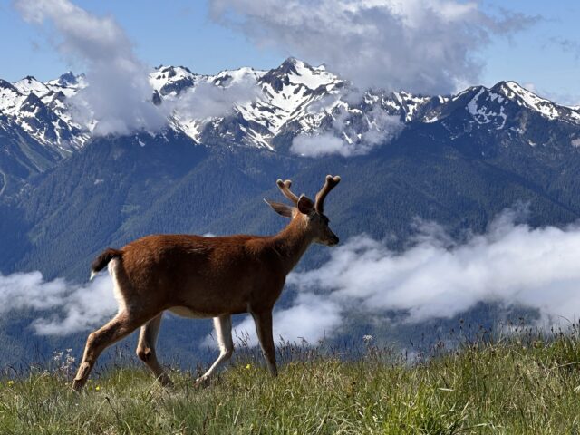 A Run-in with Wildlife is Theme for June Writers Read
